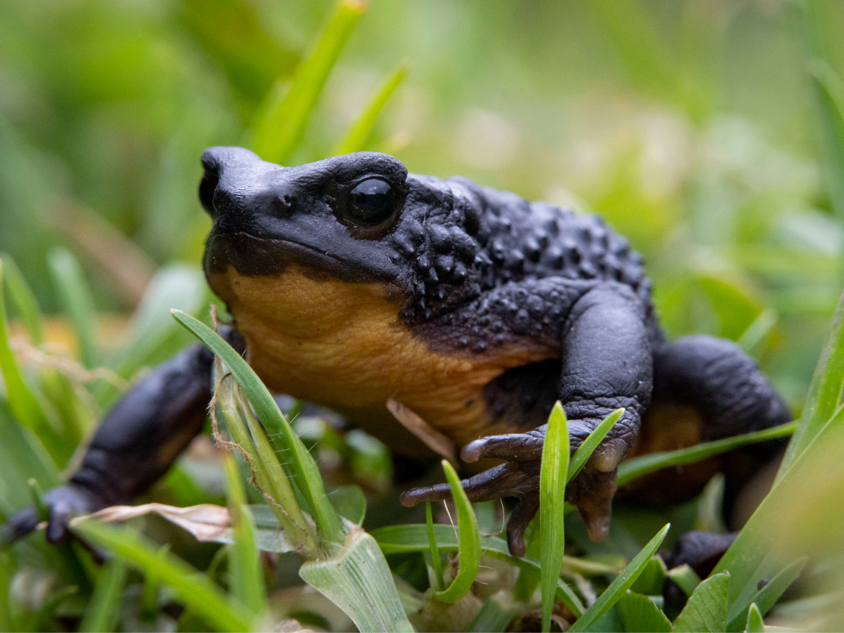 Jocotoco apoya en la conservación del Jambato tras su inesperado redescubrimiento